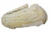 Dinosaur (Pachycephalosaurus) Toe Ungual (Claw) - Montana #356950-2